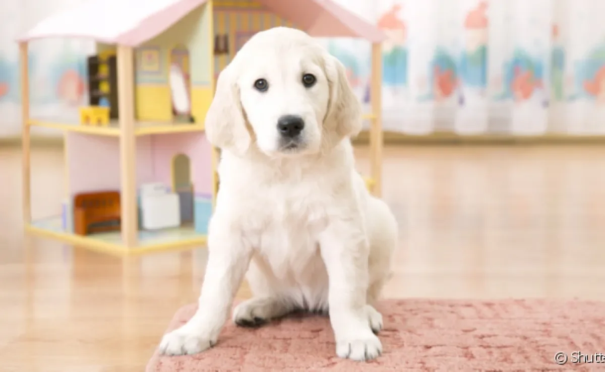 Fazer um quarto para cachorro é uma boa ideia para garantir mais conforto e diversão ao pet dentro de casa