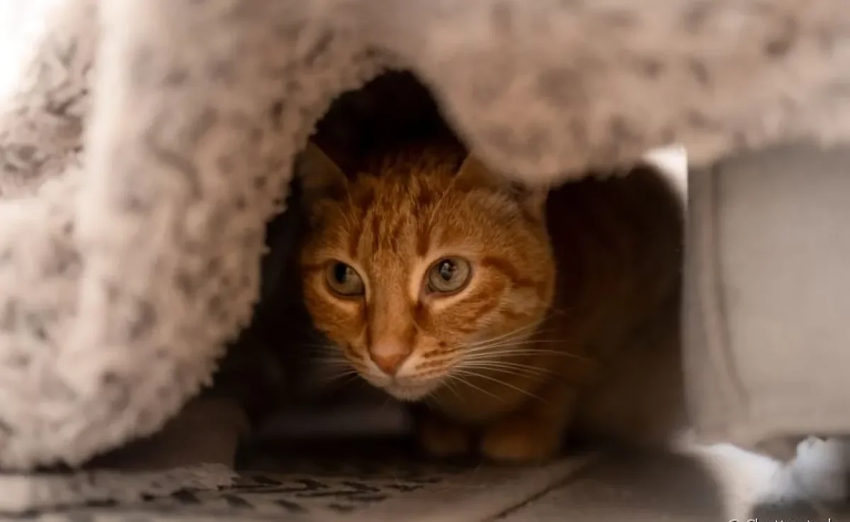 O gato se escondendo é um comportamento que serve para se proteger e fugir de situações estressantes