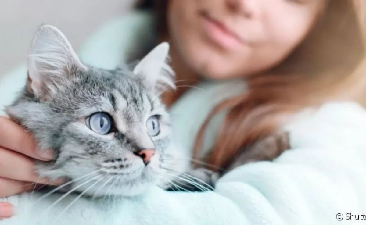 Existe um gato de cada signo baseado na sua personalidade