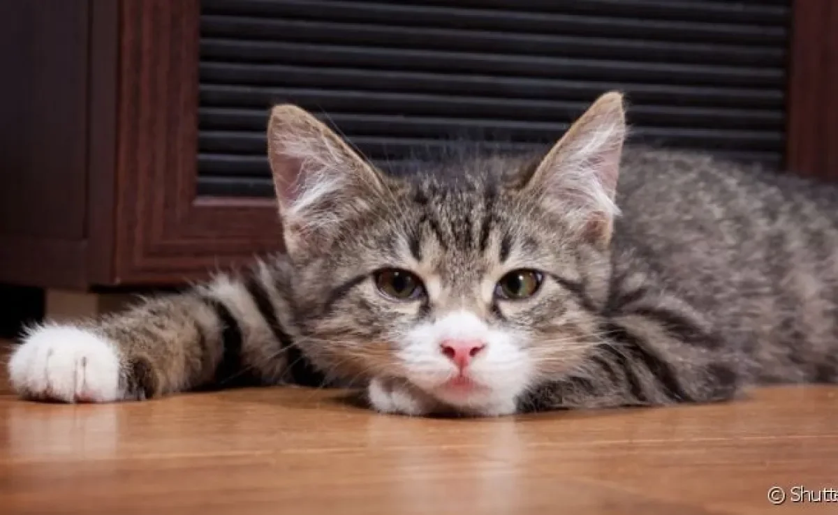 Cinomose em gatos é o nome dado a uma das doenças mais perigosas que o bichano pode ter
