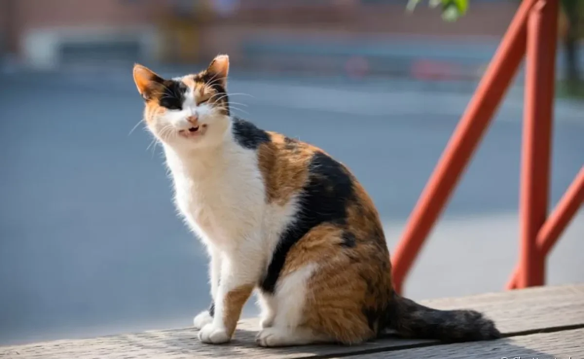 Gato tossindo como se fosse vomitar não necessariamente é um alerta para doenças cardíacas