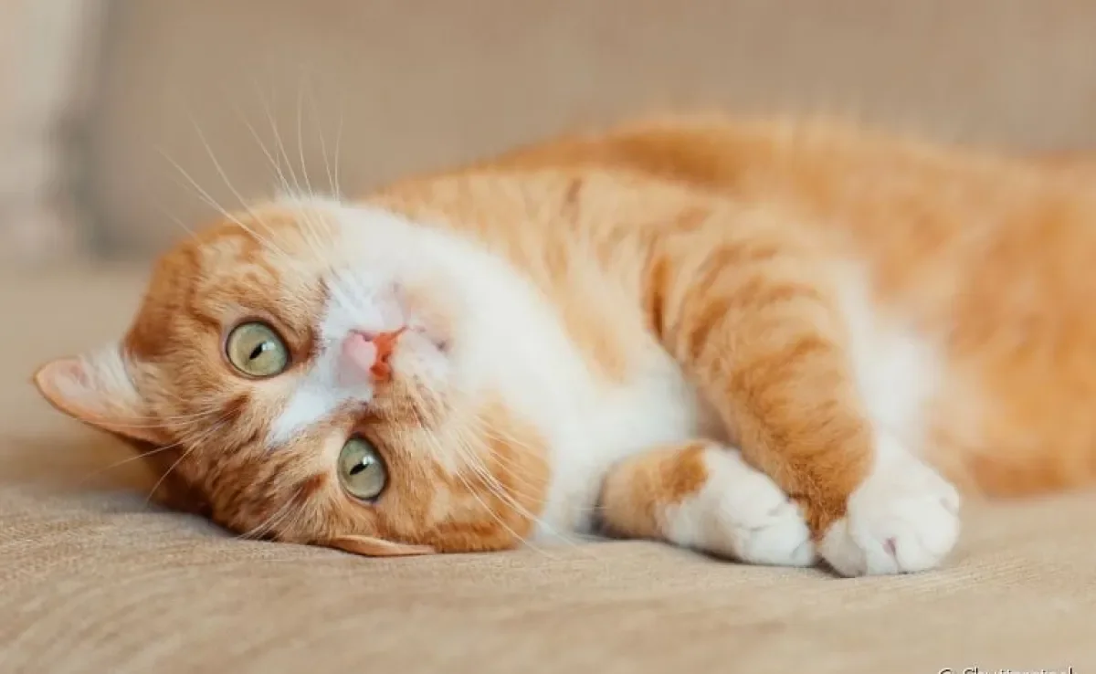 Gatos domésticos ficam muito mais seguros quando são criados dentro de casa sem acesso às ruas