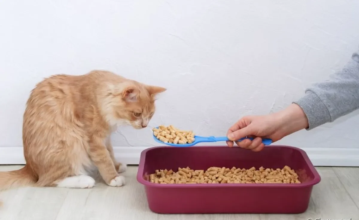 O granulado de madeira é um tipo de areia para gatos que é mais sustentável e econômico