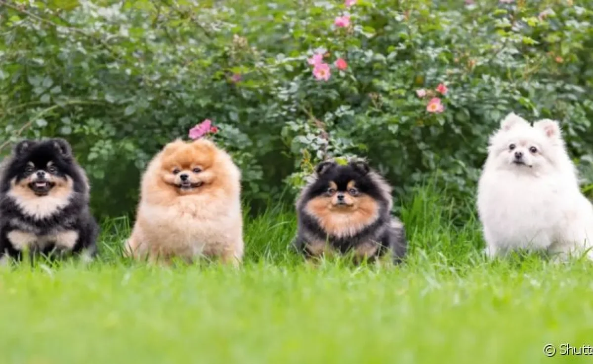 As cores do Lulu da Pomerânia são bem diversificadas