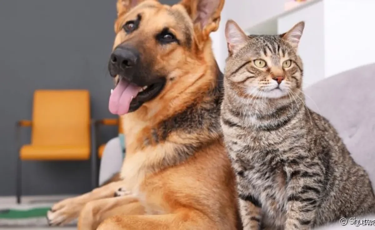 Descubra se cachorro e gato pega covid de humanos!