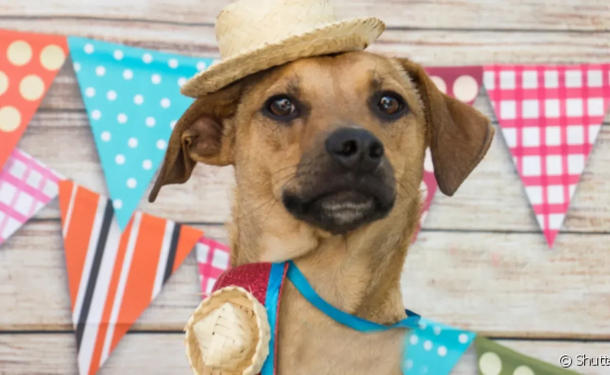  Para fazer uma festa junina pet, é importante saber quais comidas típicas o cachorro pode ou não comer 