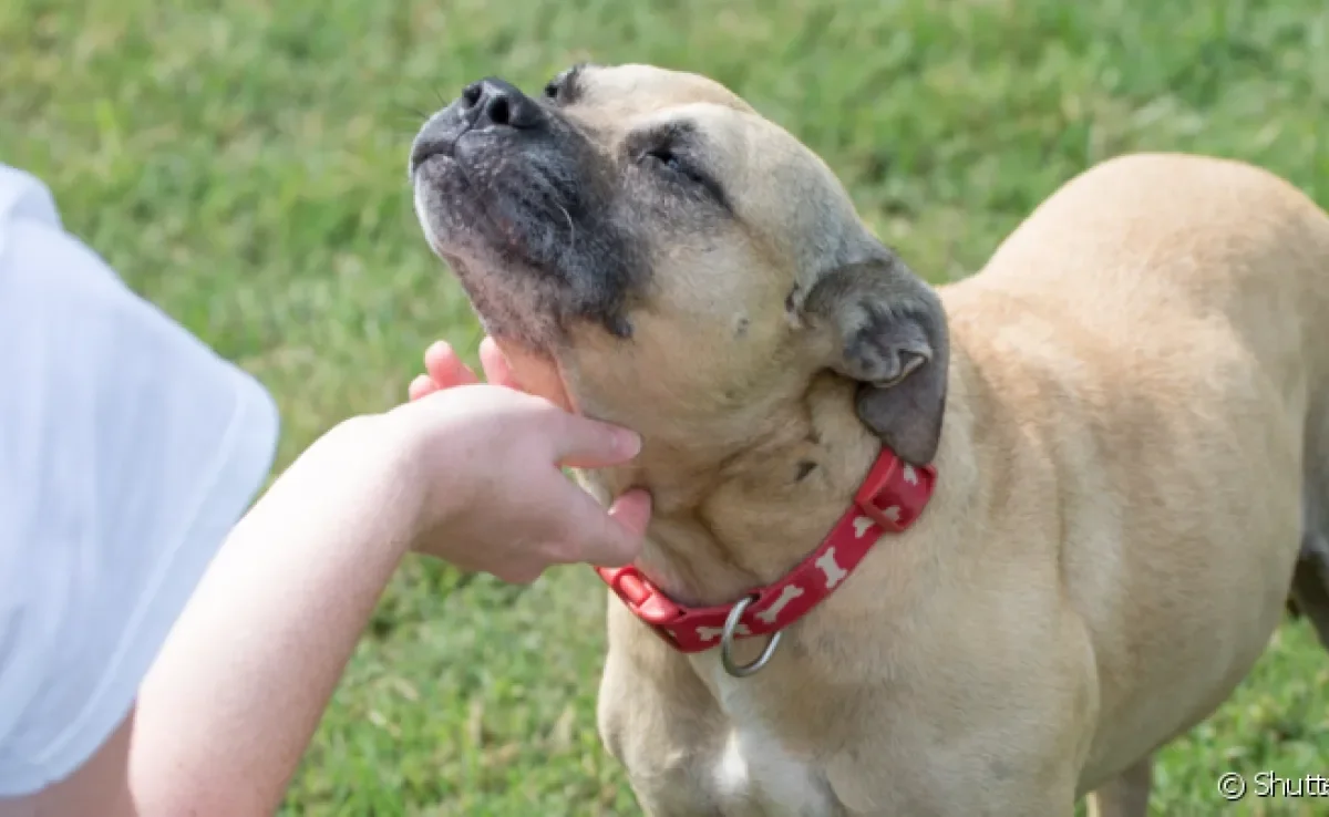 A papeira em cachorro acontece quando as glândulas parótidas do animal ficam inflamadas