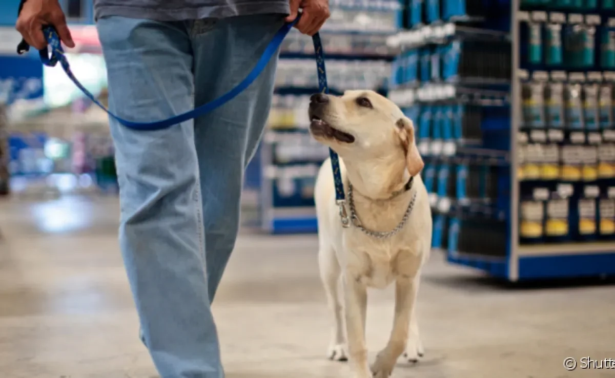 Lugares pet friendly permitem que cães frequentem os mesmos espaços que seus tutores de maneira confortável