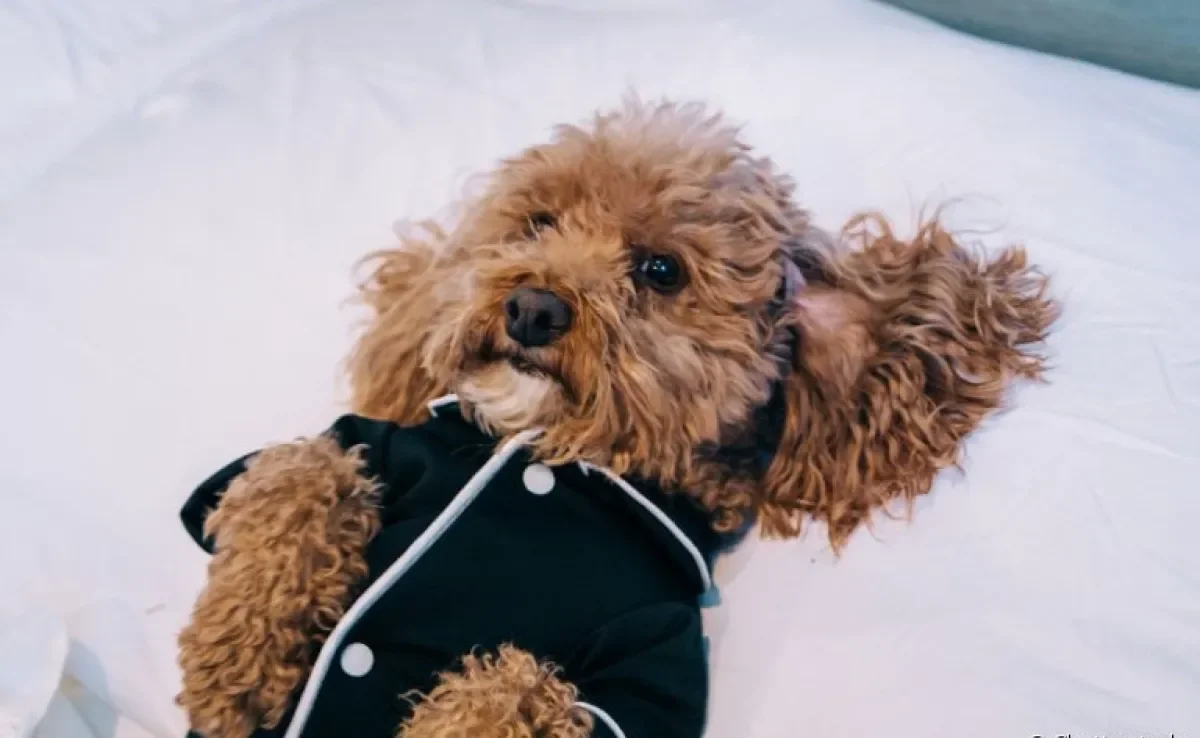 O pijama para cachorro deve ser confortável e com um tecido leve