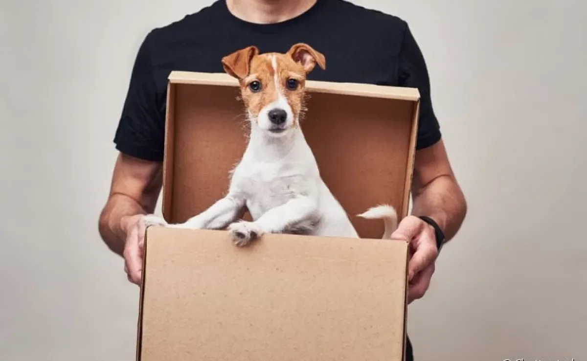 Dar um cachorro de presente nem sempre é uma boa ideia. Entenda o motivo