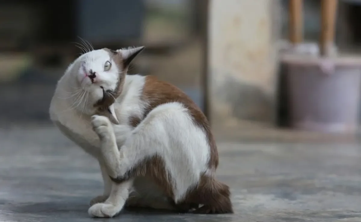 A pulga de gato causa coceira e outros incômodos