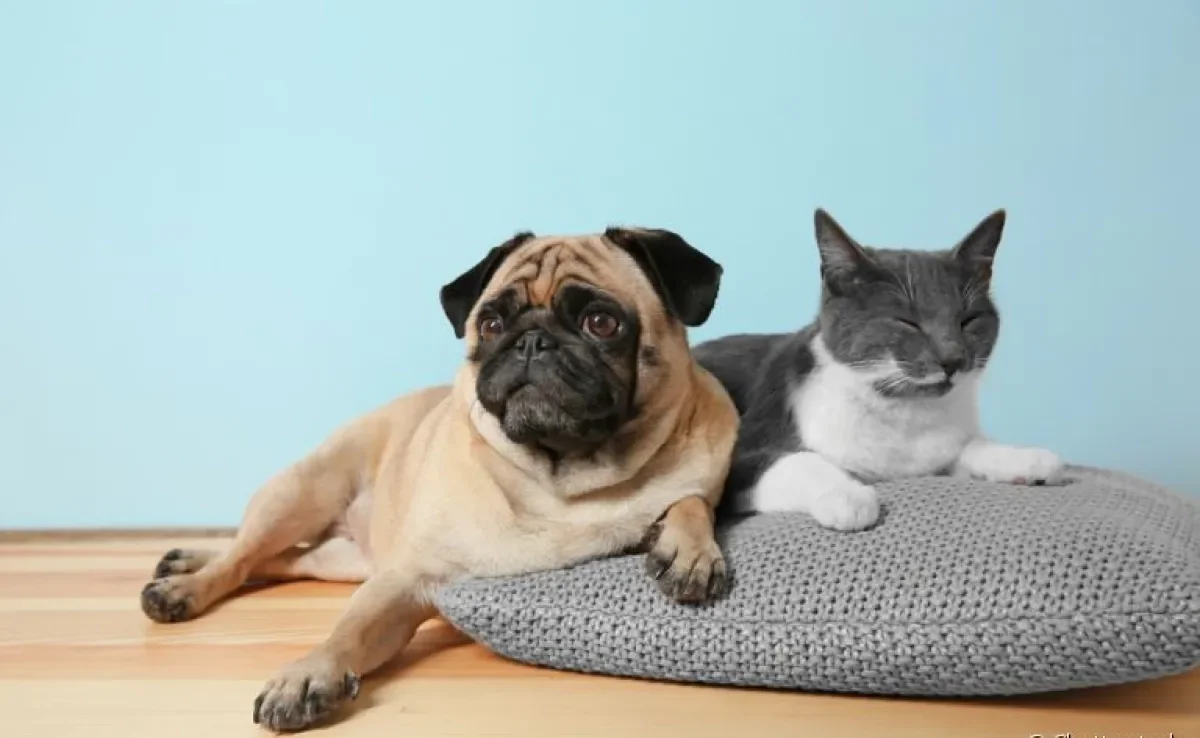 O cachorro come fezes de gato por vários motivos, desde déficit nutricional até curiosidade