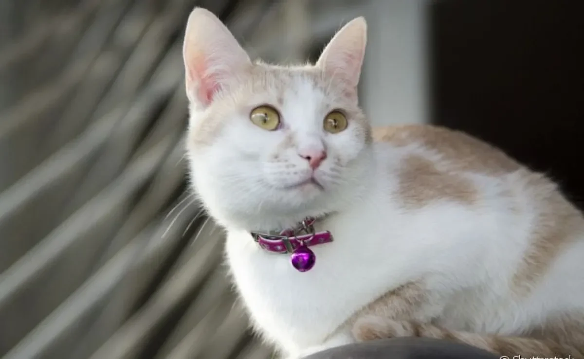 A coleira com guizo incomoda os ouvidos do gato e, a longo prazo, pode causar surdez