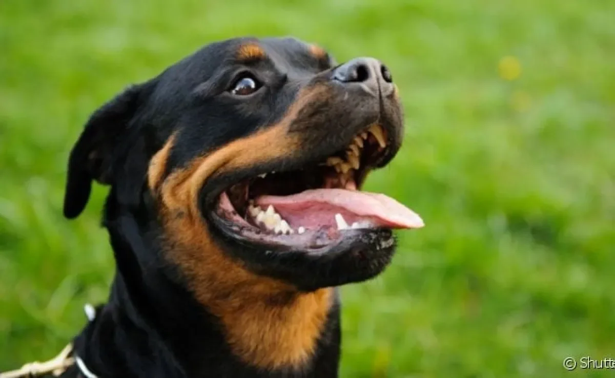 Para definir qual é o cachorro mais forte do mundo podemos comparar a força de mordida de cada raça