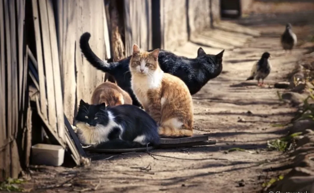  O gato abandonado precisa de uma série de cuidados antes de ser resgatado. Saiba quais são eles