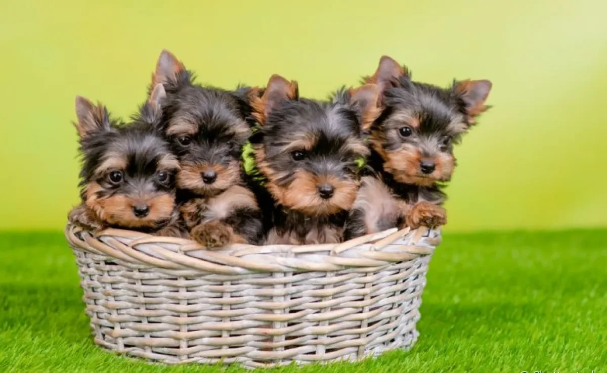 O filhote de Yorkshire costuma ter dois ou três irmãozinhos por gestação, mas o número pode chegar a cinco