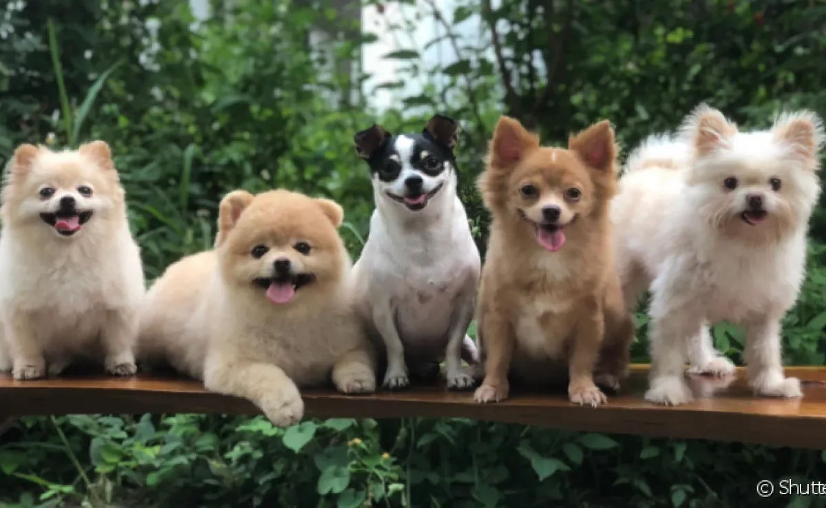 Existem diversas raças de cachorro espalhadas por aí com características diferentes entre si