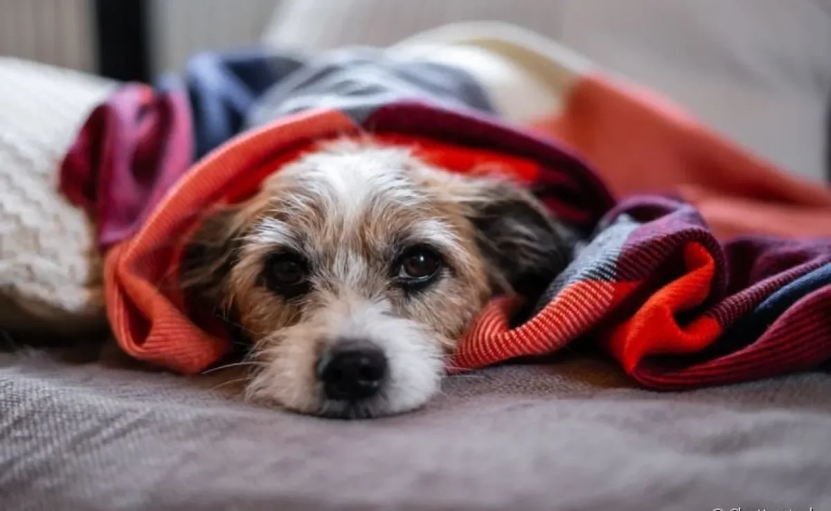 O refluxo em cachorro pode ter causas genéticas ou ser causado por alimentações rápidas e em grande quantidade