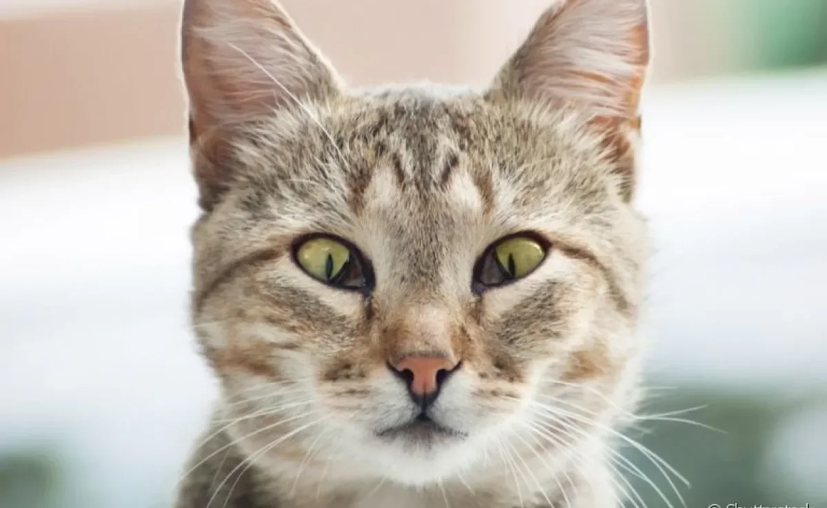 Terceira pálpebra: gato com a membrana para fora pode ser um caso de síndrome de haw