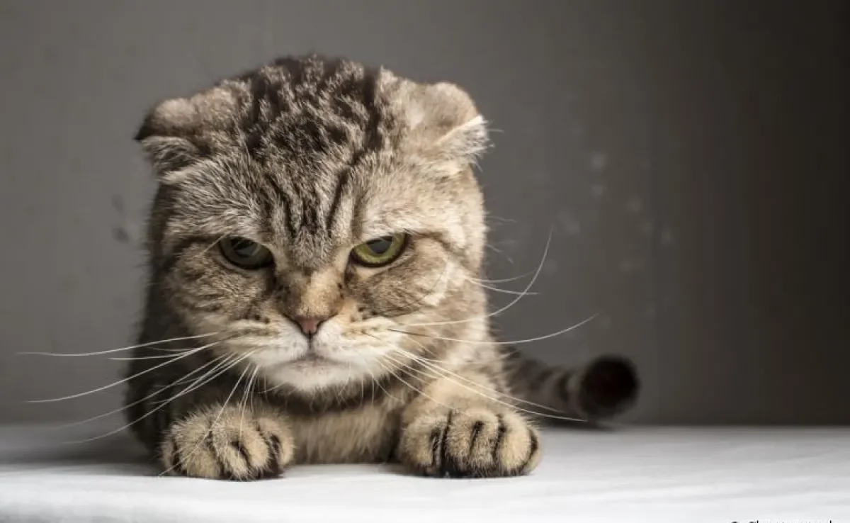 Gato estressado pode ficar mal-humorado, apático e ter outras mudanças comportamentais