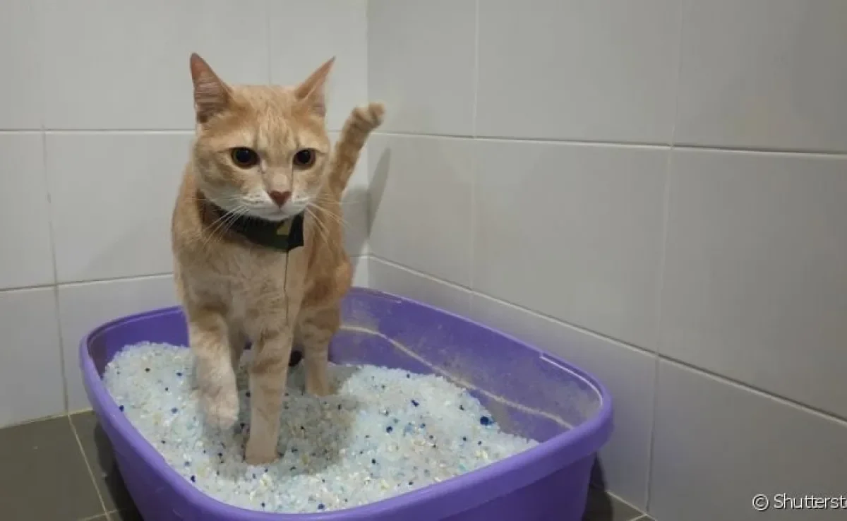 A areia sílica para gatos é um tipo de substrato para o animal fazer suas necessidades na caixinha