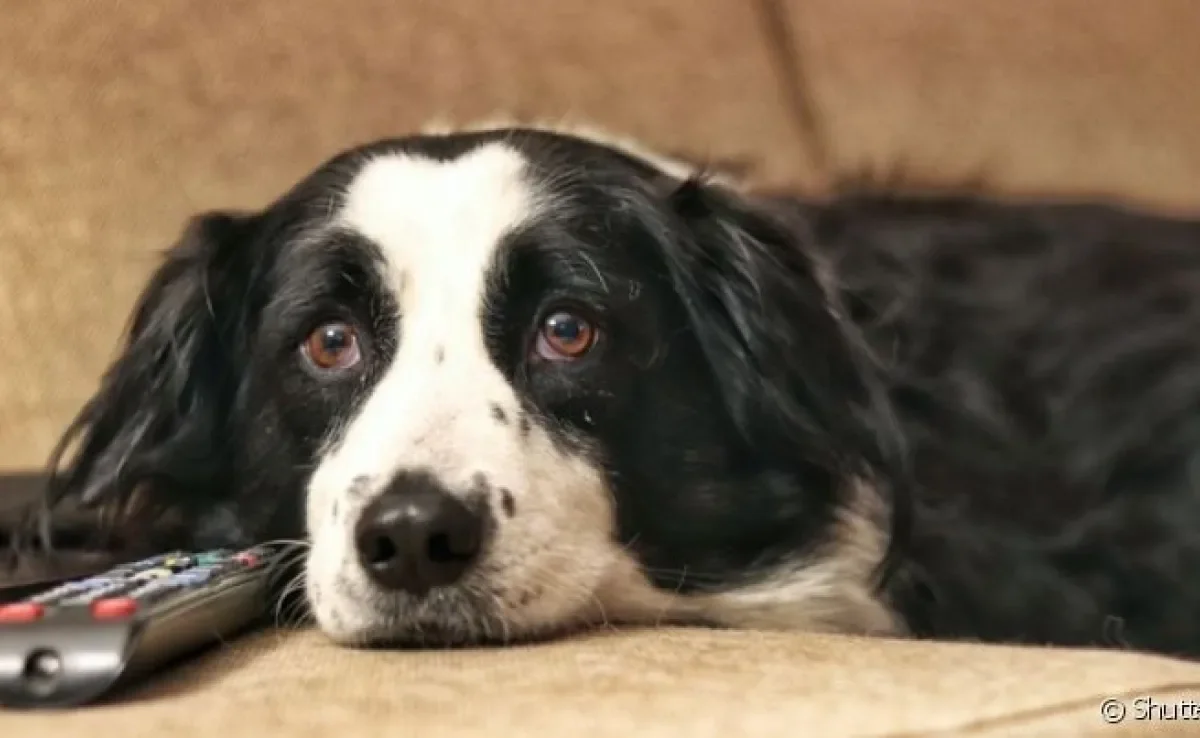 A TV para cachorro precisa ter estímulos que chamam a atenção do pet