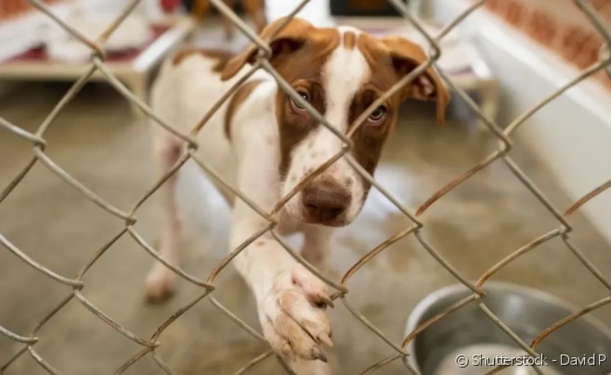 Antes de se render à vontade de levar um cãozinho para casa, reflita sobre as responsabilidades da adoção de cachorro.