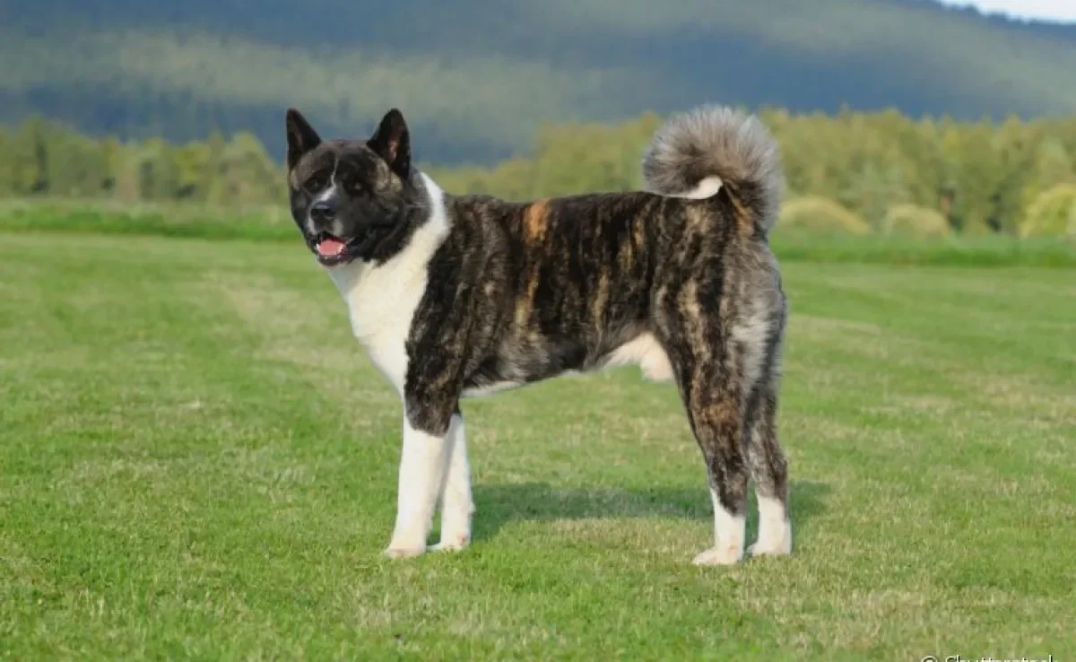 O Akita Americano tem um padrão de pelagem diferente do Akita Inu