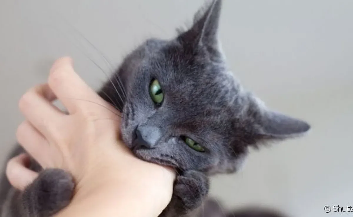  O gato mordendo é um comportamento que deve ser evitado para que não se torne algo frequente 