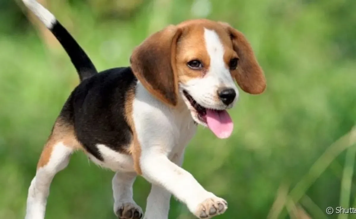 A raça Beagle é animada e traz diversão para a família desde os primeiros meses de vida