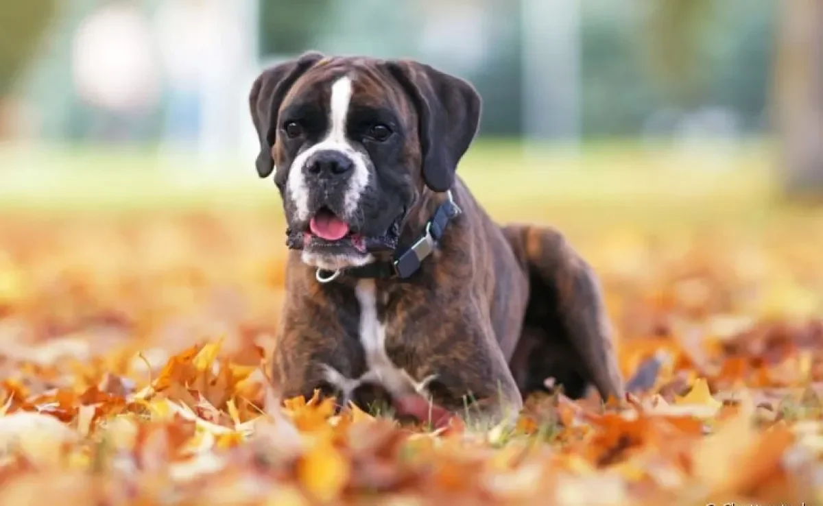 O bico de papagaio em cachorro, ou espondilose, é uma formação óssea que pode aparecer na coluna vertebral do cachorro