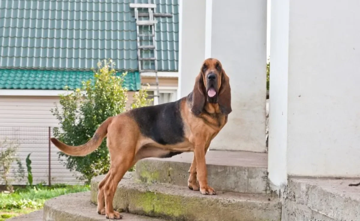 O Bloodhound - ou cão de Santo Humberto - é uma raça grande, mas muito amigável