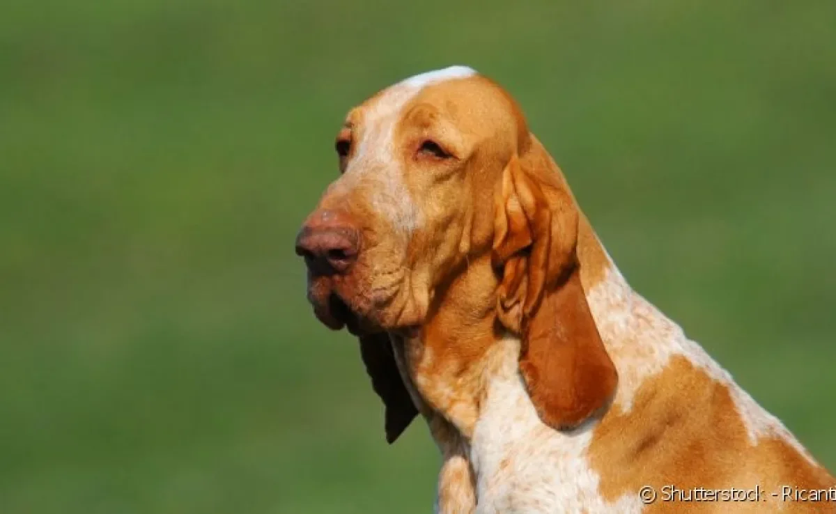 O Braco-Italiano tem cabeça proporcional, grandes orelhas pendentes, olhos caídos e bochechas longas.