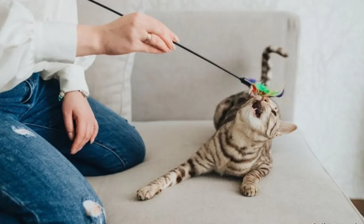 Existem várias brincadeiras para gatos fáceis de colocar em prática
