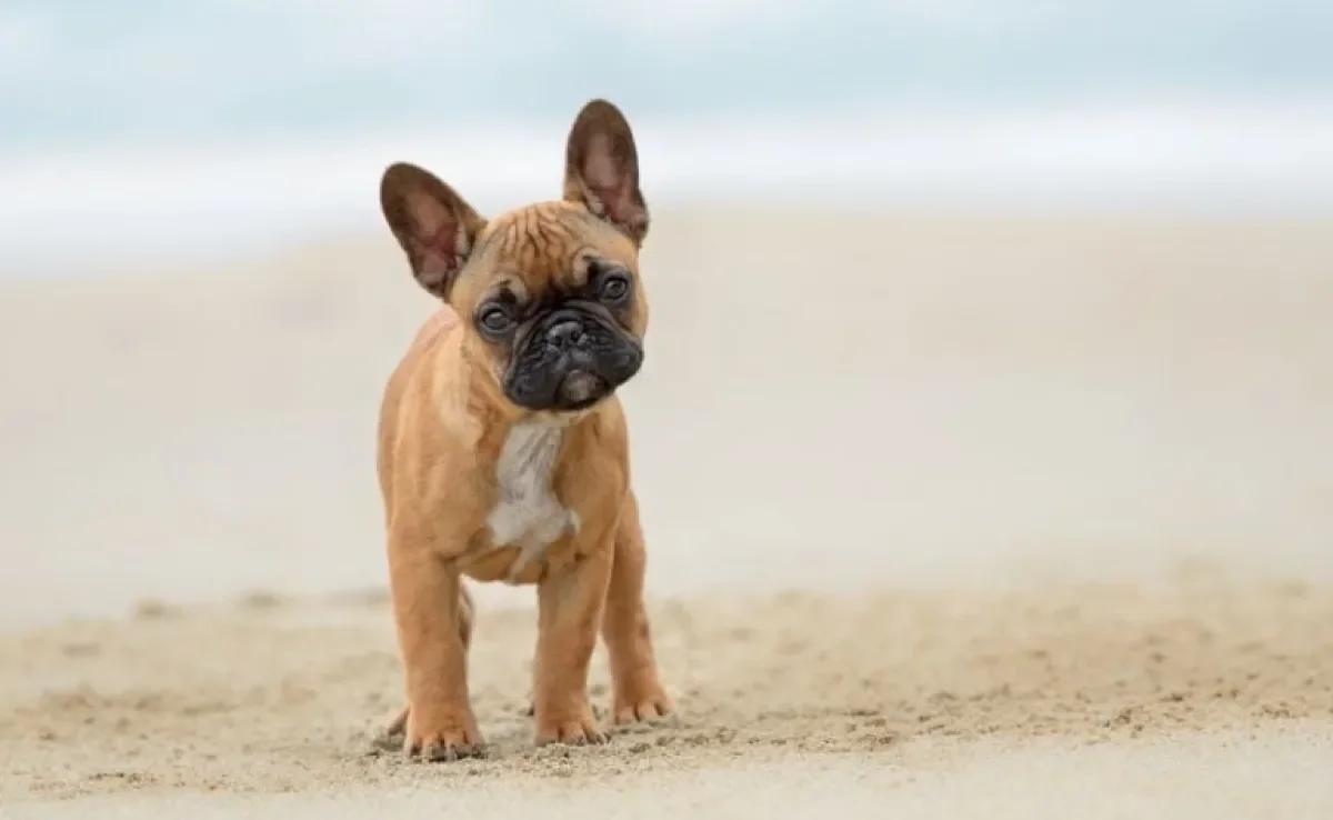 As cores de Bulldog Francês não são tão variadas como muitos pensam. O fulvo é a principal