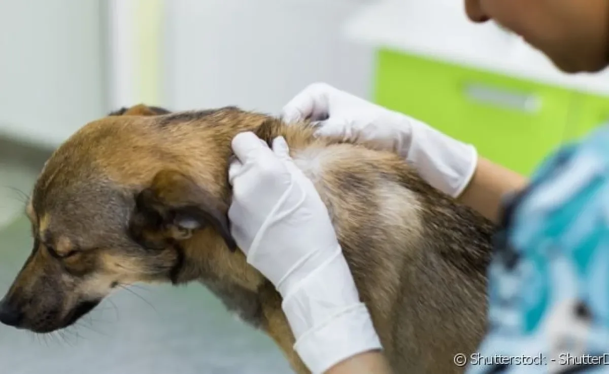 Calazar é o nome mais popular da leishmaniose canina, uma doença causada pelo protozoário do gênero Leishmania.