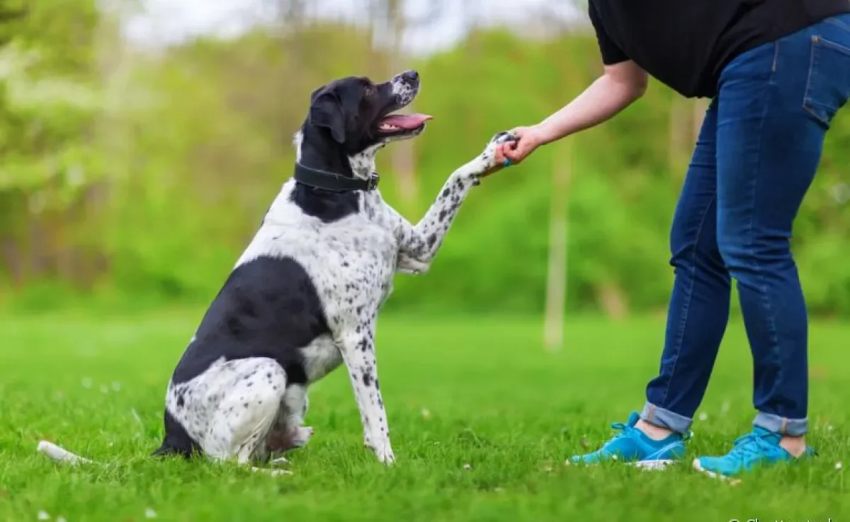 O ranking de inteligência canina leva vários fatores em consideração