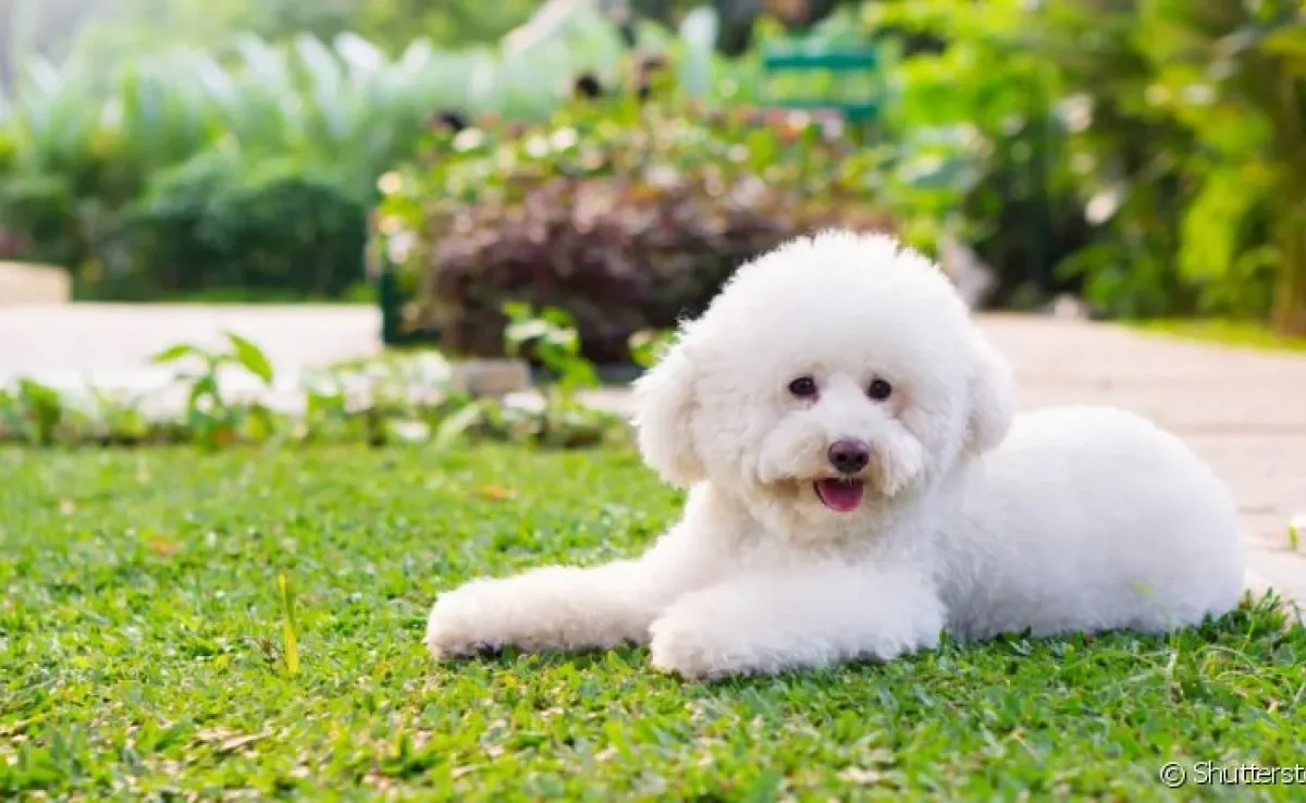 O Poodle é um cachorro inteligente e que tem muita facilidade em aprender