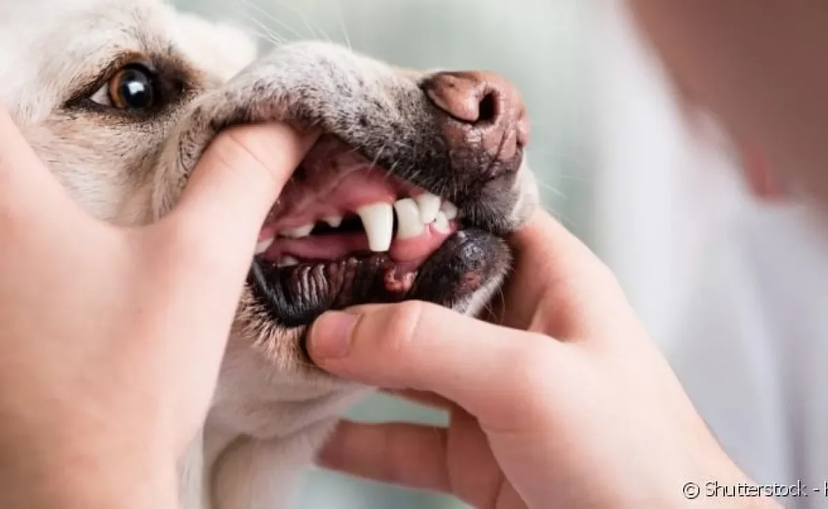 Examine atentamente a boca do seu cachorro: os dentes devem estar branquinhos e a gengiva clara.