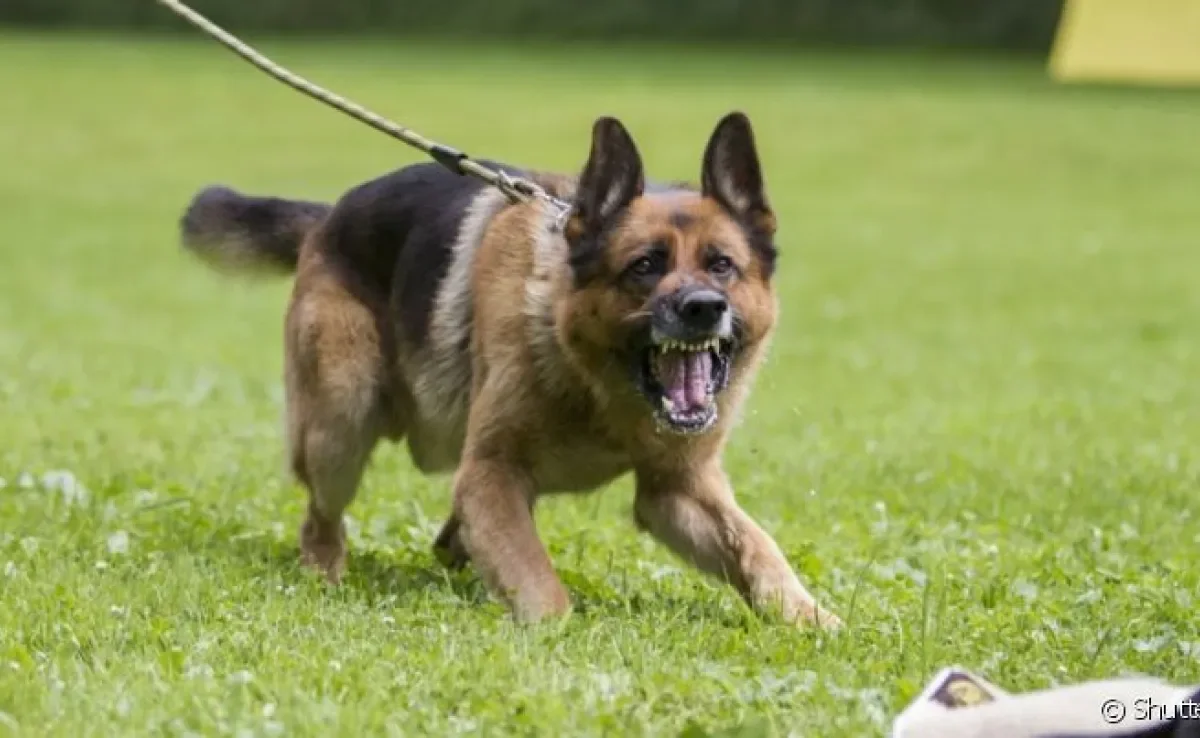 Um cachorro reativo reage com exagero a determinadas situações que causem desconforto