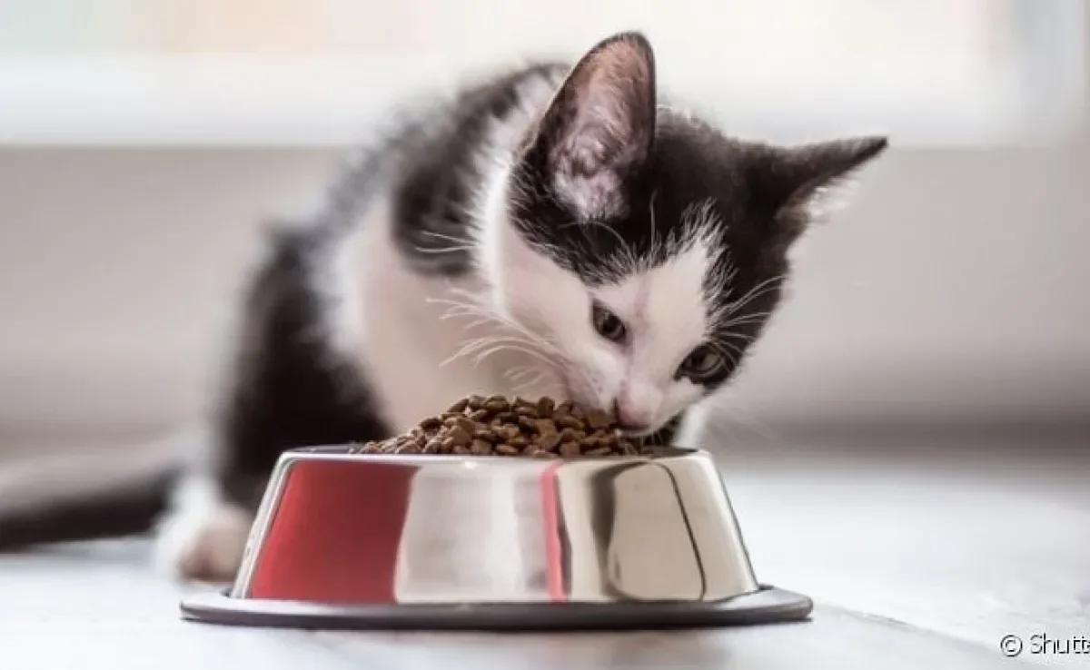 O comedouro para gatos ideal deve ter altura, profundidade e comprimento adequados