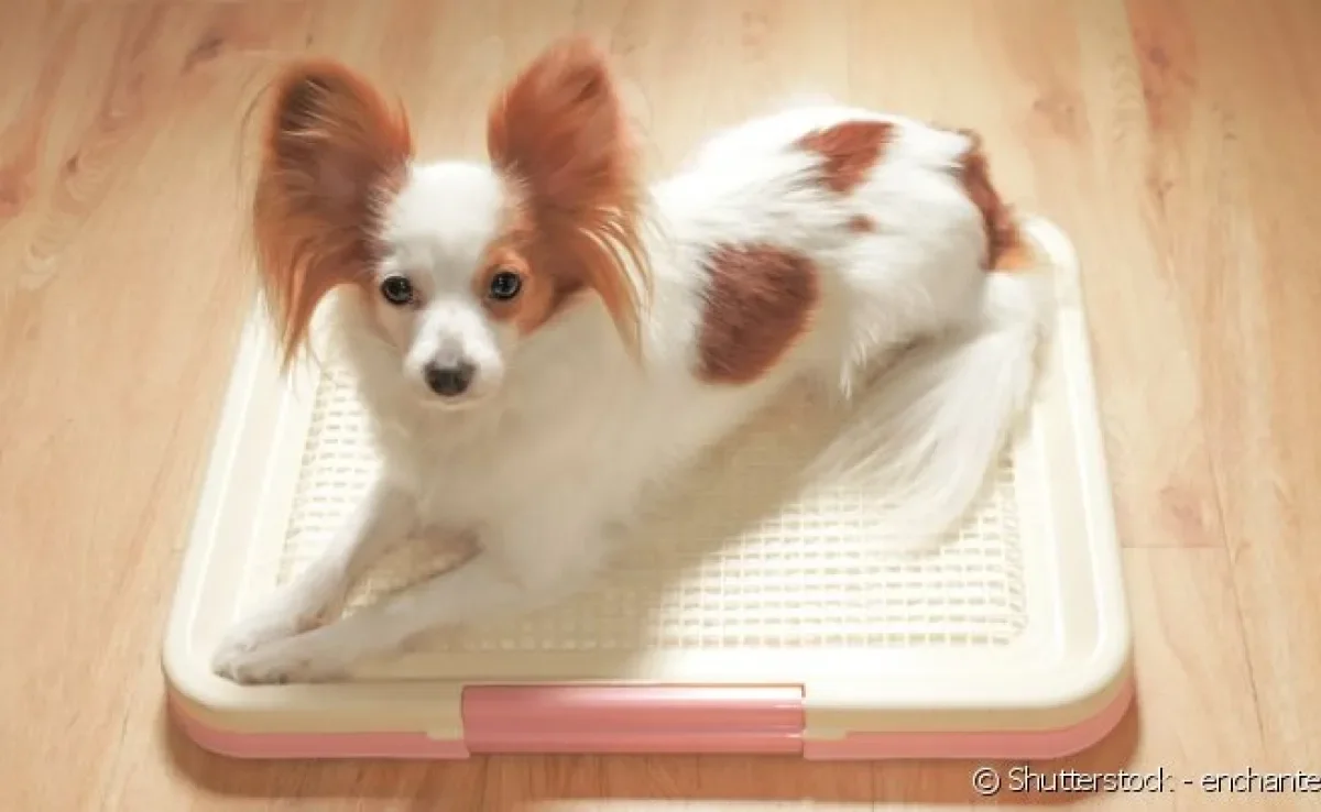 Já é possível encontrar com facilidade vários modelos de banheiro inteligente para cachorro