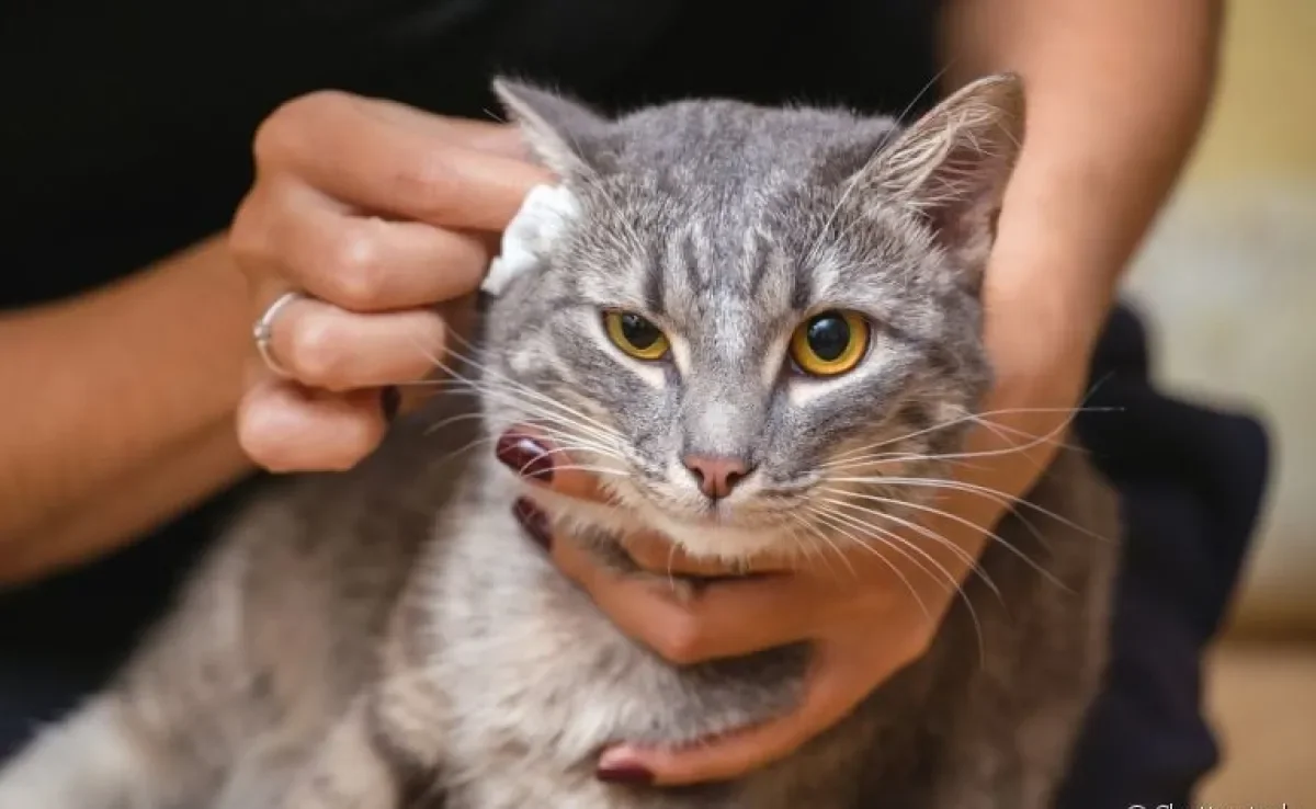  Saber como limpar orelha de gato não é difícil, mas requer alguns cuidados 