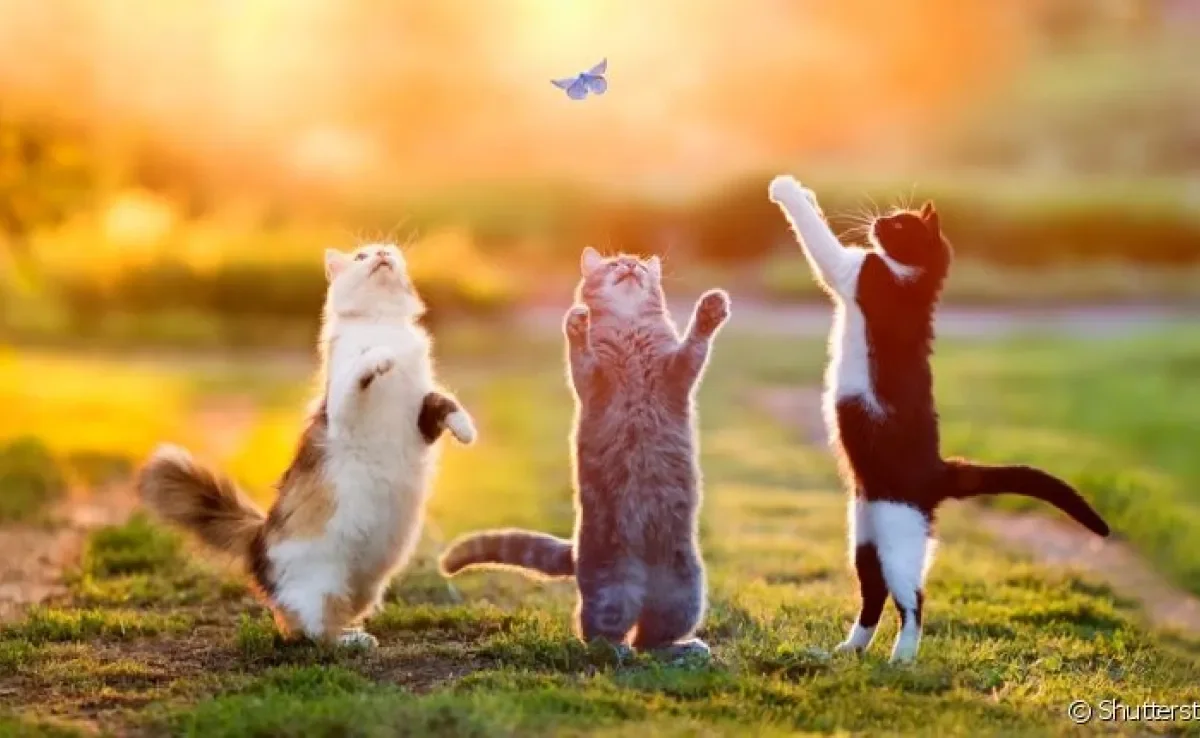 As cores de gato são mais variadas do que você imagina