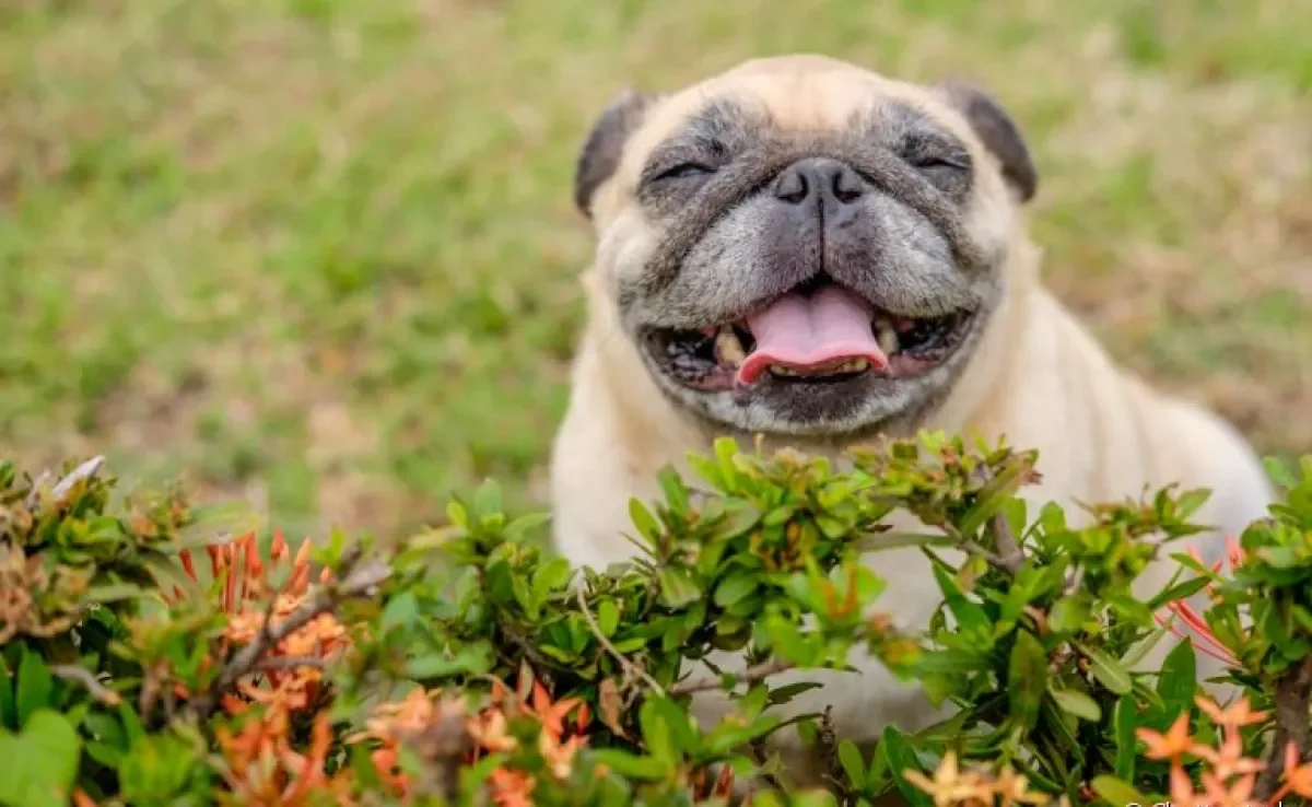 As curiosidades sobre cachorros são incontáveis e podem falar muito sobre a personalidade dos pets