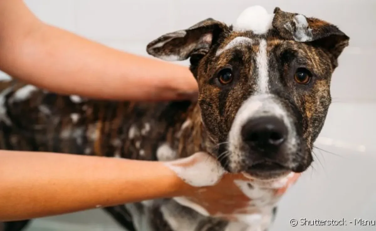 Veja como dar banho em cachorro de forma eficiente e rápida, para que ele não sinta frio e fique bem limpinho