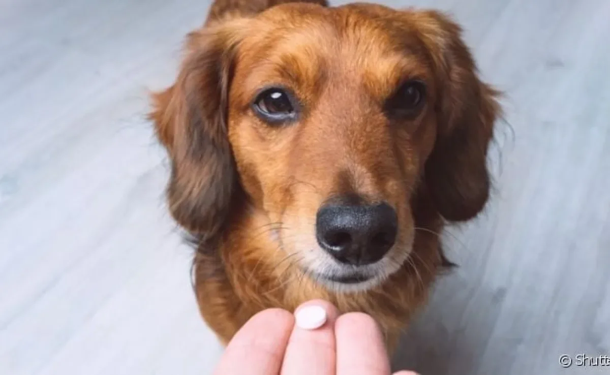 O cachorro pode tomar dipirona, mas é importante ter uma indicação médica