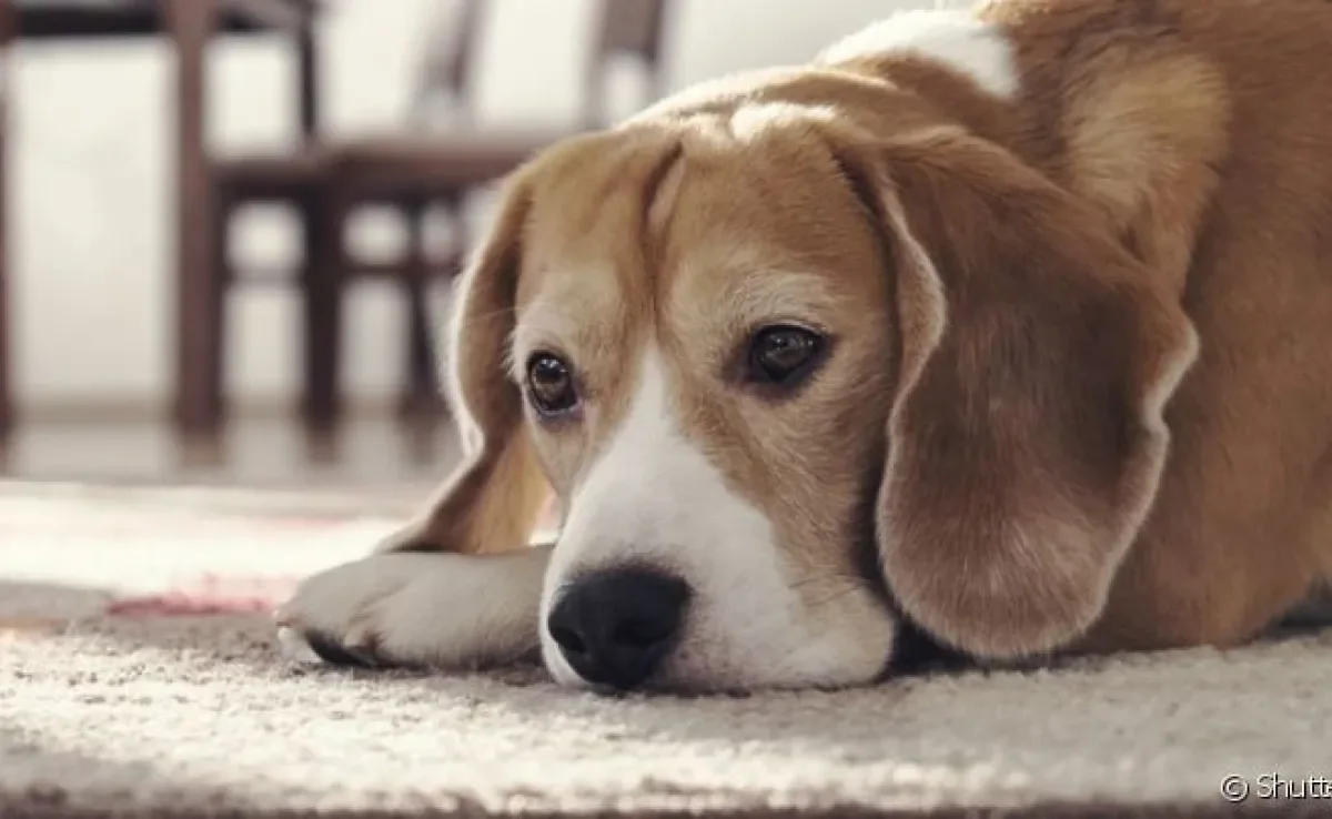 A doença de Lyme pode acometer cães e humanos, por isso precisa de atenção