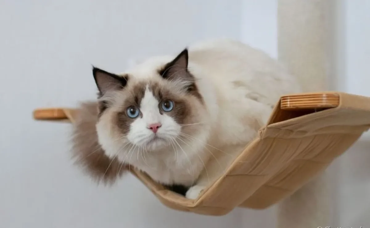 O enriquecimento ambiental para gatos deixa a casa mais atrativa para os felinos