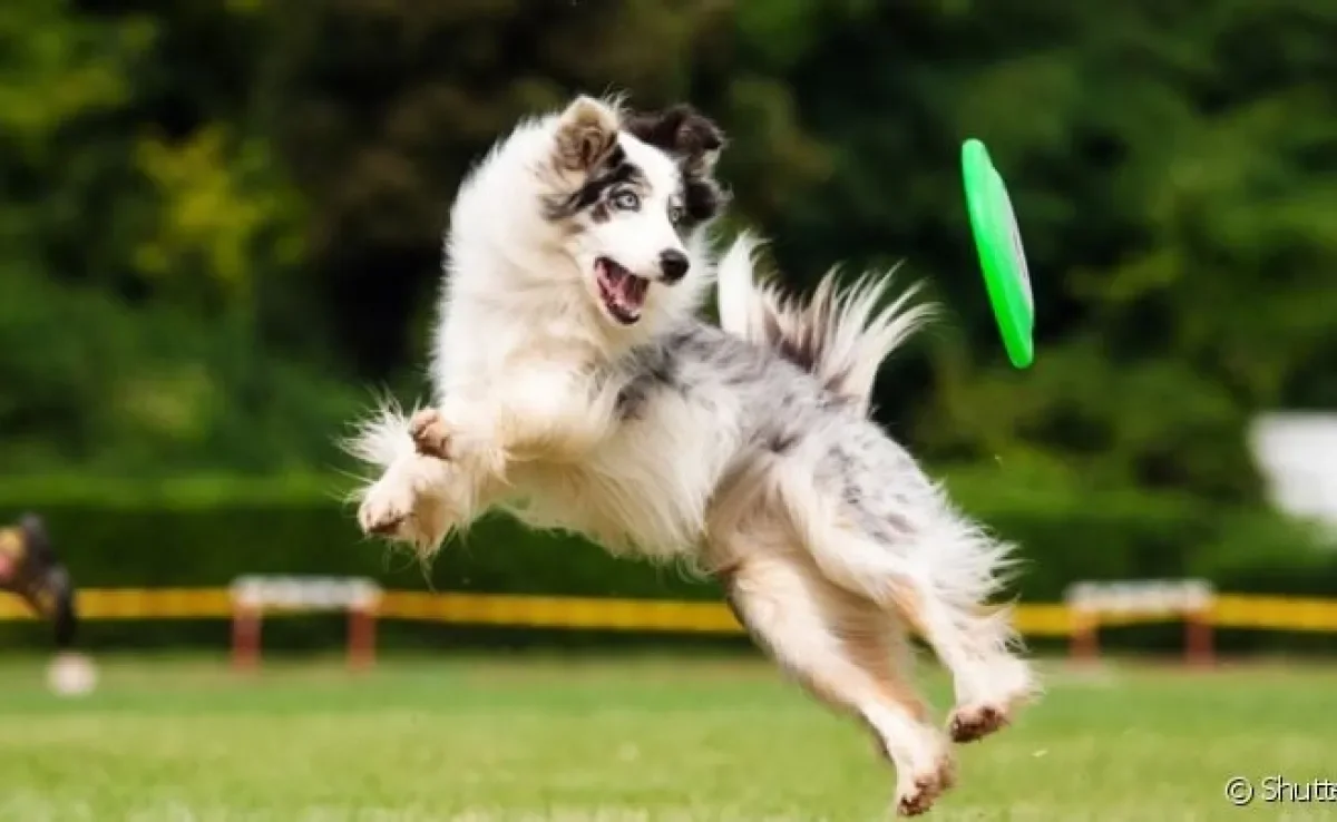 Criar uma rotina de exercícios para cachorro traz diversos benefícios para a saúde do animal